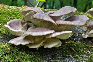 Hlíva plicní - Pleurotus pulmonarius (Fr.) Quél. 1872