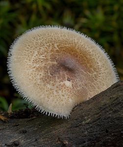 Choroš plástvový - Lentinus arcularius (Batsch) Zmitr. 2010