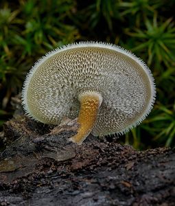 Choroš plástvový - Polyporus arcularius