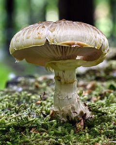 Houževnatec šupinatý - Neolentinus lepideus (Fr.) Redhead & Ginns 1985