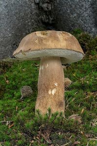 Hřib dubový - Boletus reticulatus Schaeff. 1774