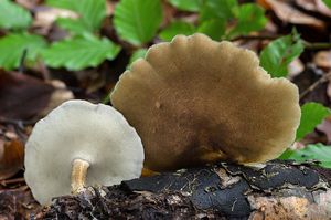 Choroš zimní - Lentinus substrictus (Bolton) Zmitr. & Kovalenko 2016