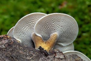 Choroš plástvový - Lentinus arcularius (Batsch) Zmitr. 2010