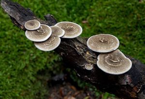 Choroš plástvový - Lentinus arcularius (Batsch) Zmitr. 2010