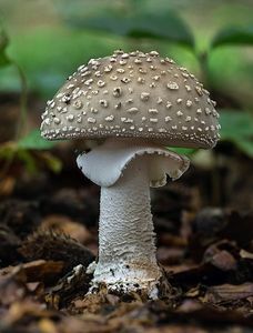 Muchomůrka šedivka - Amanita excelsa (Fr.) Bertill.  in Dechambre 1866