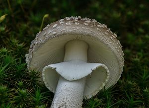 Muchomůrka šedivka - Amanita excelsa (Fr.) Bertill.  in Dechambre 1866