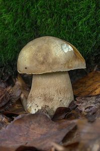 Hřib dubový - Boletus reticulatus Schaeff. 1774