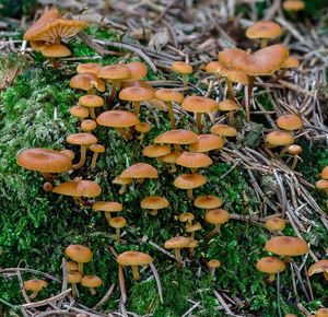 Kalichovka zvonečková - Xeromphalina campanella (Batsch) Kühner & Maire 1934