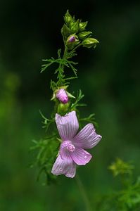 Sléz pižmový (Malva moschata L.)