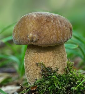 Hřib dubový - Boletus reticulatus Schaeff. 1774