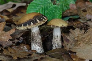 Kozák habrový - Leccinum pseudoscabrum (Kallenb.) Šutara 1989