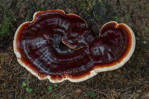 Lesklokorka jehličnanová - Ganoderma carnosum Pat. 1889