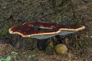 Lesklokorka jehličnanová - Ganoderma carnosum Pat. 1889