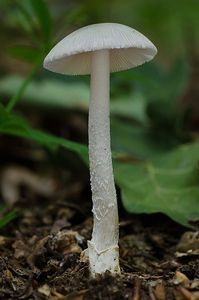 Muchomůrka pošvatá bílá - Amanita vaginata var. alba Gillet