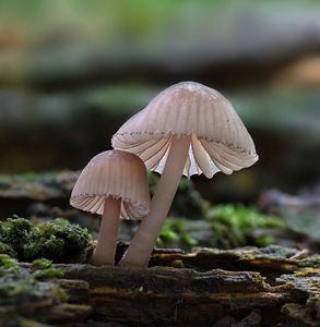 Helmovka červenobřitá - Mycena rubromarginata (Fr.) P. Kumm. 1871