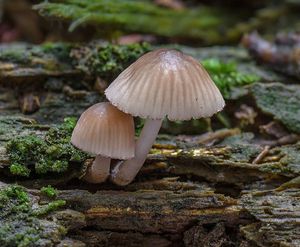 Helmovka červenobřitá - Mycena rubromarginata (Fr.) P. Kumm. 1871