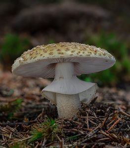 Muchomůrka růžovka - Amanita rubescens Pers. 1797