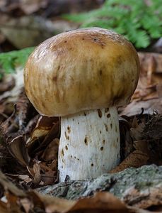 Holubinka smrdutá - Russula foetens Pers. 1796