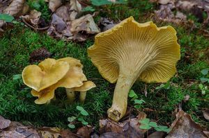 Liška obecná - Cantharellus cibarius Fr. 1821