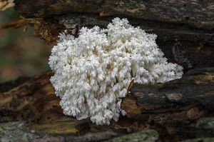 Korálovec bukový - Hericium clathroides (Pall.) Pers. 1797