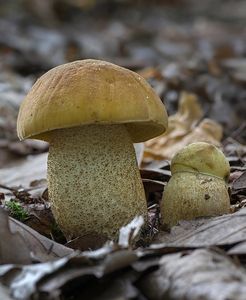 Kozák dubový - Leccinellum crocipodium (Letell.) Della Maggiora & Trassinelli 2014