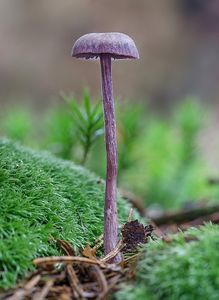 Lakovka ametystová - Laccaria amethystina Cooke 1884