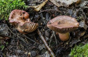 Slizák lepkavý - Chroogomphus rutilus (Schaeff.) O.K. Mill. 1964