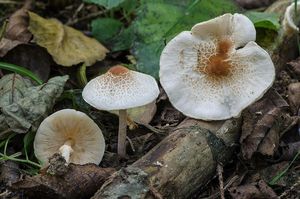 Bedla hřebenitá - Lepiota cristata (Bolton) P. Kumm. 1871