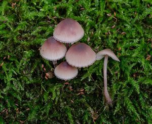 Helmovka krvonohá - Mycena haematopus (Pers.) P. Kumm. 1871