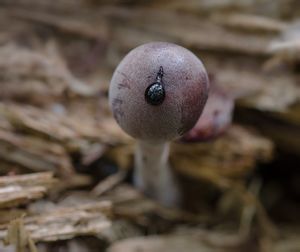 Helmovka krvonohá - Mycena haematopus (Pers.) P. Kumm. 1871