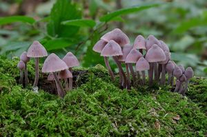 Helmovka krvonohá - Mycena haematopus (Pers.) P. Kumm. 1871