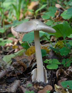 Muchomůrka pošvatá - Amanita vaginata