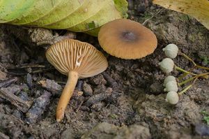 Ryzec olšový - Lactarius obscuratus (Lasch) Fr. 1838