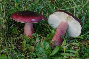 Holubinka Quéletova - Russula queletii Fr. 1872