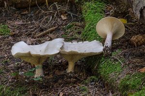 Strmělka veliká - Clitocybe geotropa (Bull.) Quél.