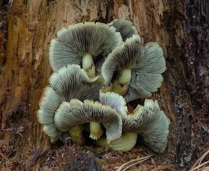 Třepenitka svazčitá - Hypholoma fasciculare  (Huds.) P. Kumm. 1871