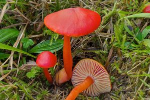 Voskovka šarlatová - Hygrocybe coccinea (Schaeff.) P. Kumm. 1871