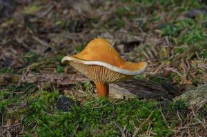 Lištička pomerančová - Hygrophoropsis aurantiaca (Wulfen) Maire 1921