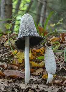 Hnojník obecný - Coprinus comatus (O.F. Müll.) Pers. 1797