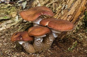 Václavka smrková - Armillaria ostoyae (Romagn.) Herink 1973