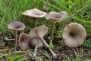 Strmělka číškovitá - Pseudoclitocybe cyathiformis ( Bull.) Singer