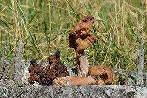 Ucháč čepcovitý - Gyromitra infula (Schaeff.) Quél. 1886