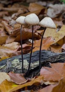 Špička cibulová - Mycetinis alliaceus (Jacq.) Earle ex A.W. Wilson & Desjardin 2005