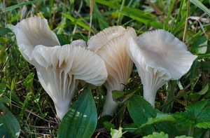 Voskovka panenská - Cuphophyllus virgineus (Wulfen) Kovalenko 1989