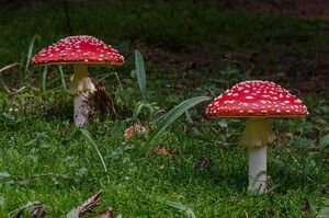 Muchomůrka červená - Amanita muscaria (L.) Lam. 1783