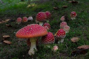 Muchomůrka červená - Amanita muscaria (L.) Lam. 1783