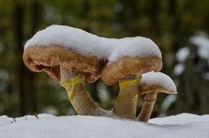 Václavka hlíznatá - Armillaria gallica Marxm. & Romagn. 1987