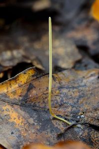 Kyj niťovitý - Macrotyphula juncea  (Alb. & Schwein.) Berthier 1974