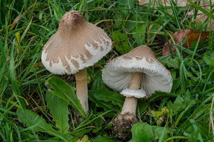 Bedla útlá - Macrolepiota mastoidea (Fr.) Singer 1951