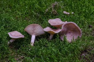 Ryzec libovonný - Lactarius mammosus ( Weinm. ) Fr.